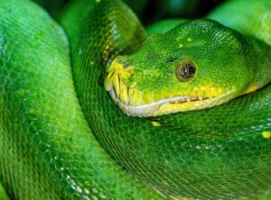 Doxfore5 Python Code