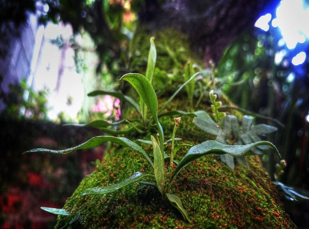 atalanta bergamo - juventus opstellingen