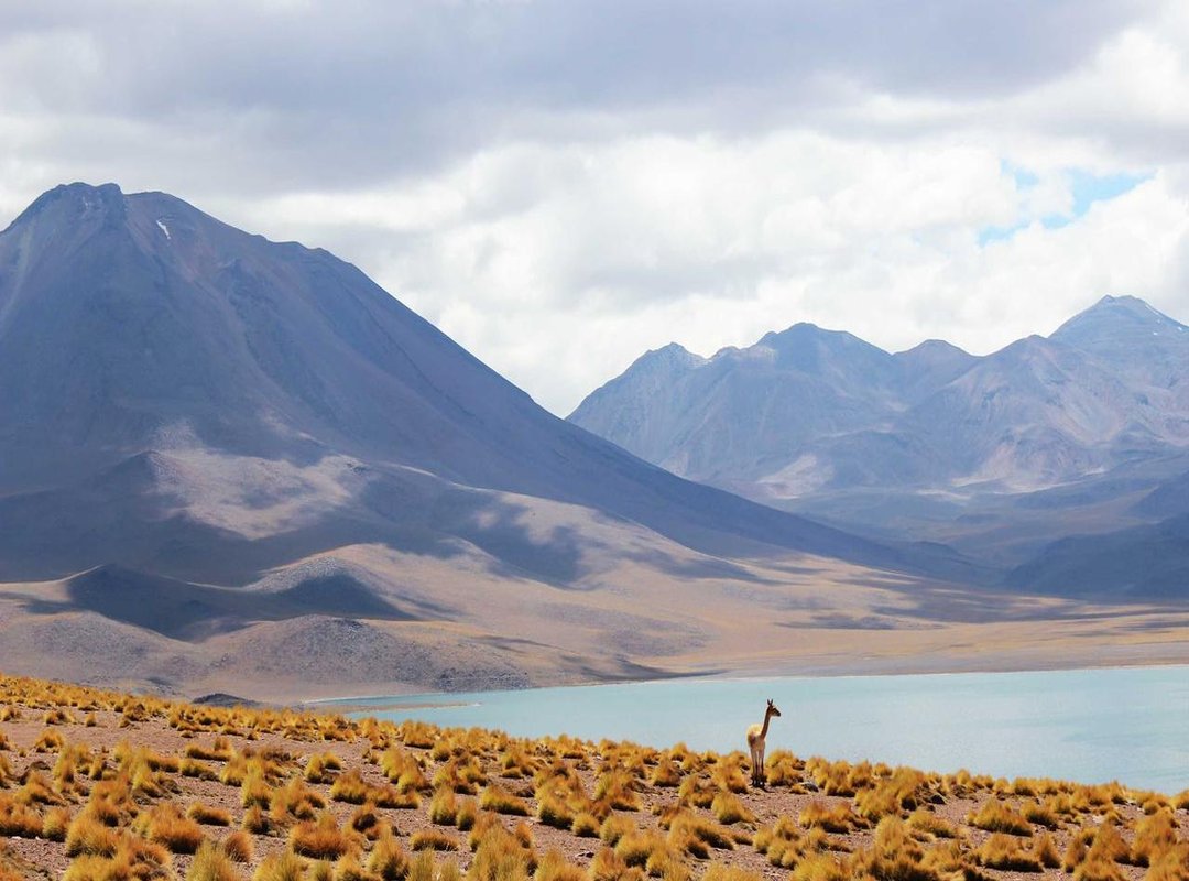 Our Top Picks: High-Resolution Hornet Wallpapers Ready for Download